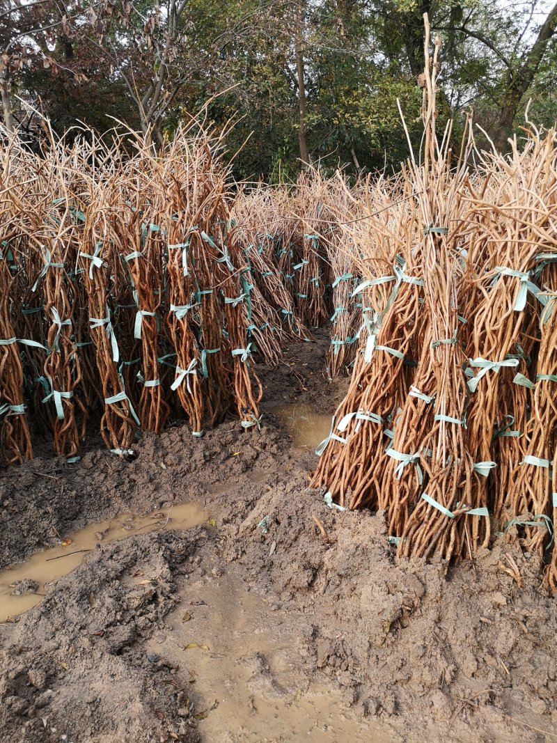 凌霄花各种规格的苗