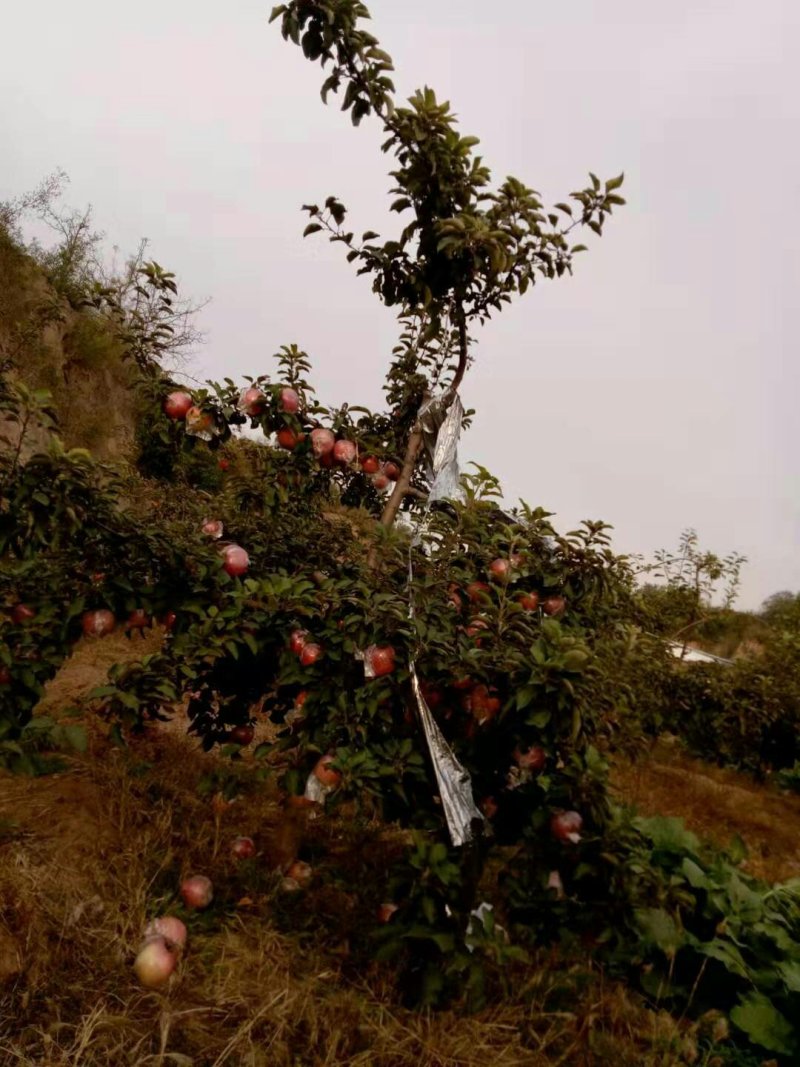 苹果