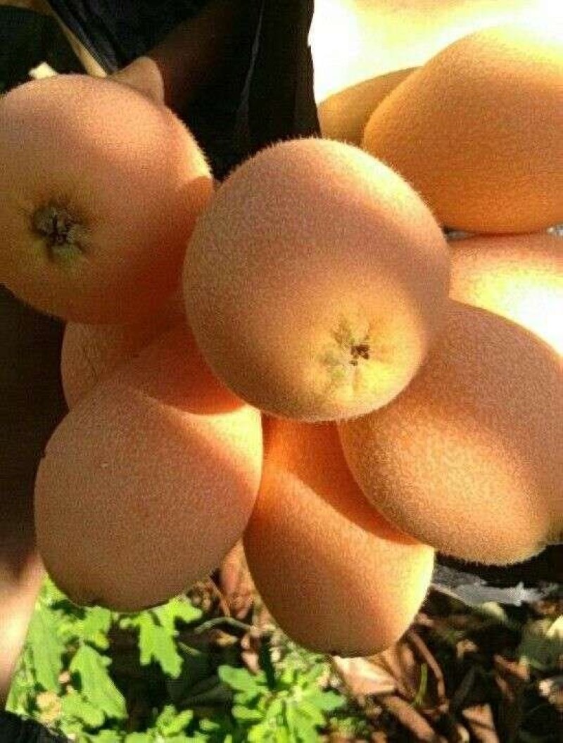 枇杷