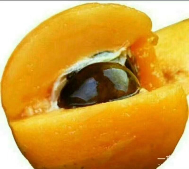 枇杷