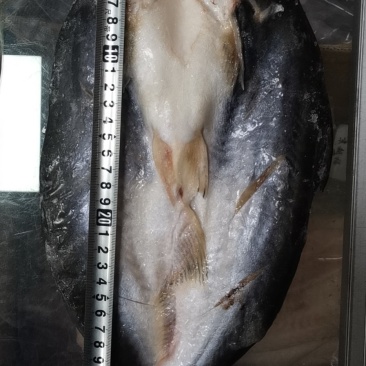 缅甸原装进口巴沙鱼