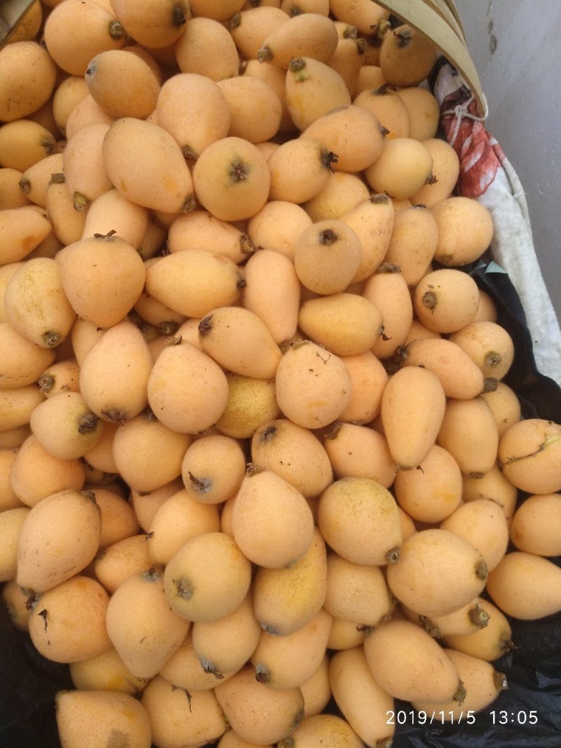 枇杷早中6号