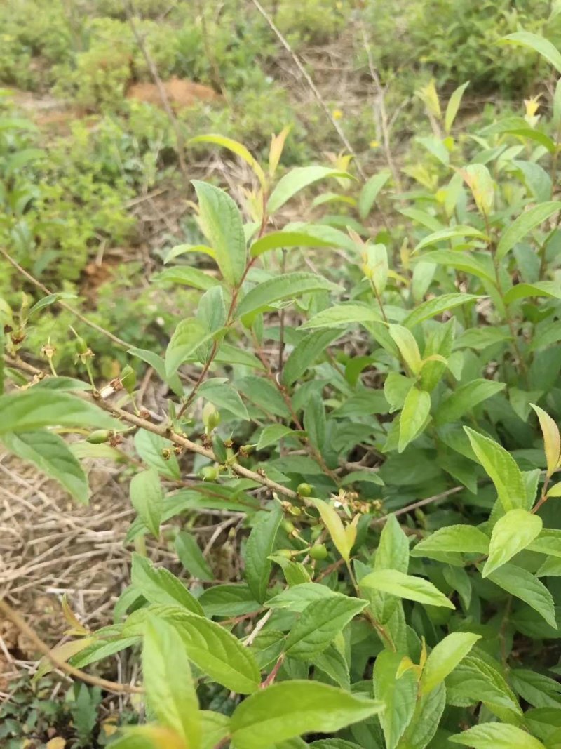 钙果苗当年结果品种已训化成功可放心种植包结果