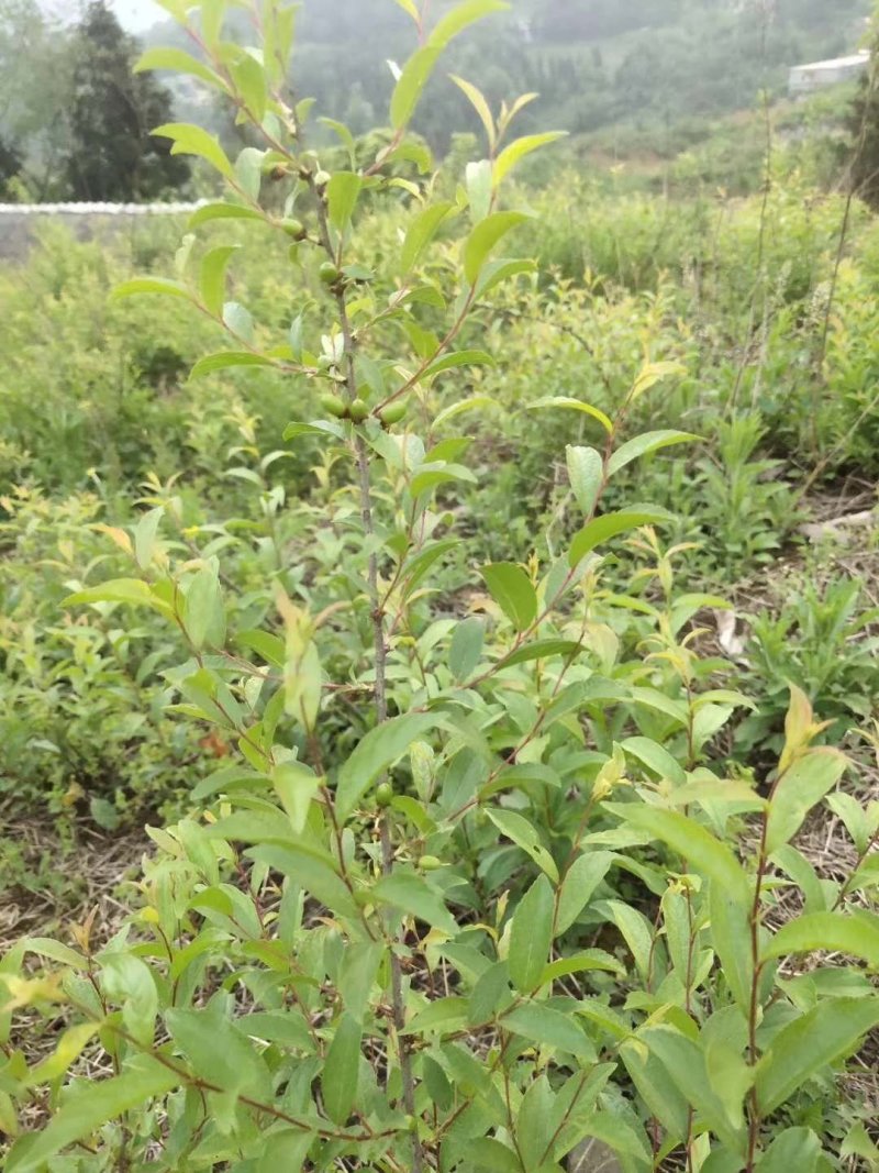 钙果苗当年结果品种已训化成功可放心种植包结果