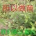 钙果苗当年结果品种已训化成功可放心种植包结果