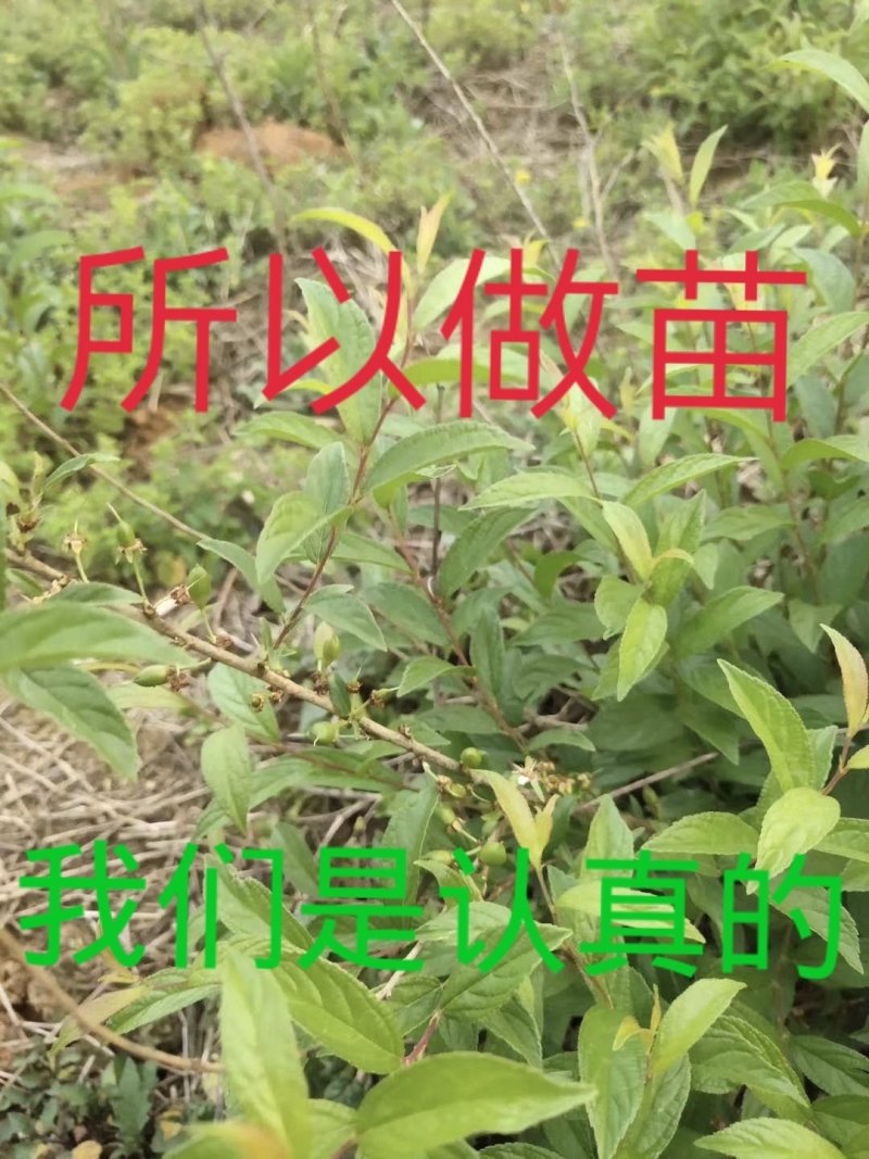 钙果苗当年结果品种已训化成功可放心种植包结果