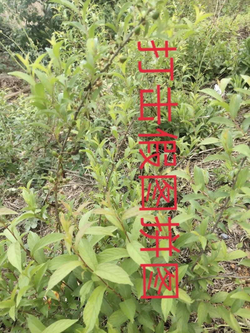钙果苗当年结果品种已训化成功可放心种植包结果