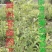 钙果苗当年结果品种已训化成功可放心种植包结果