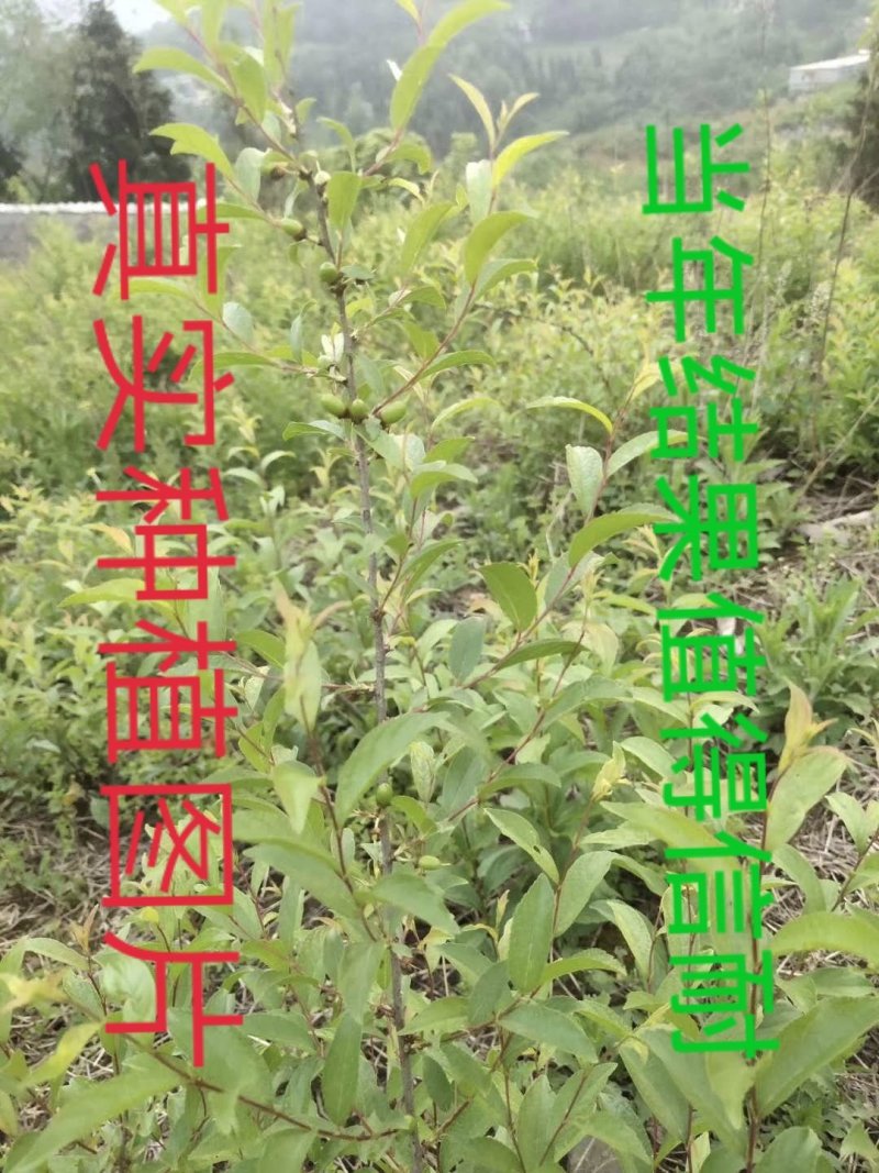 钙果苗当年结果品种已训化成功可放心种植包结果