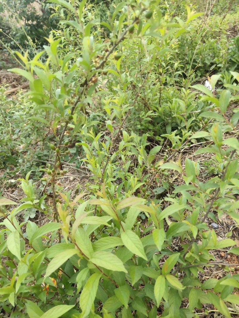 钙果苗当年结果品种已训化成功可放心种植包结果
