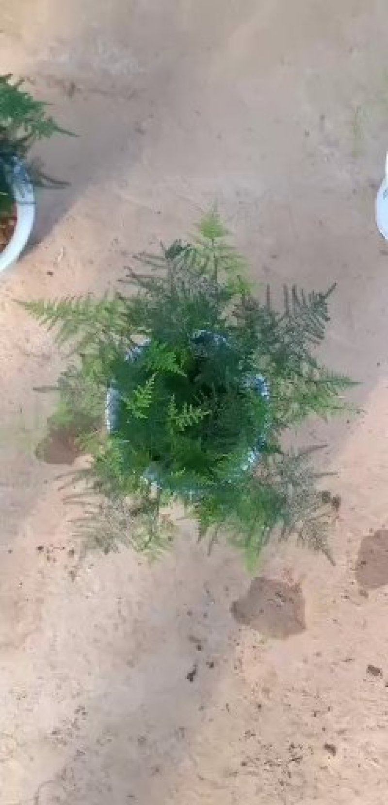 自家彩盆文竹（精选组盆）基地直发可视频看货量大价优