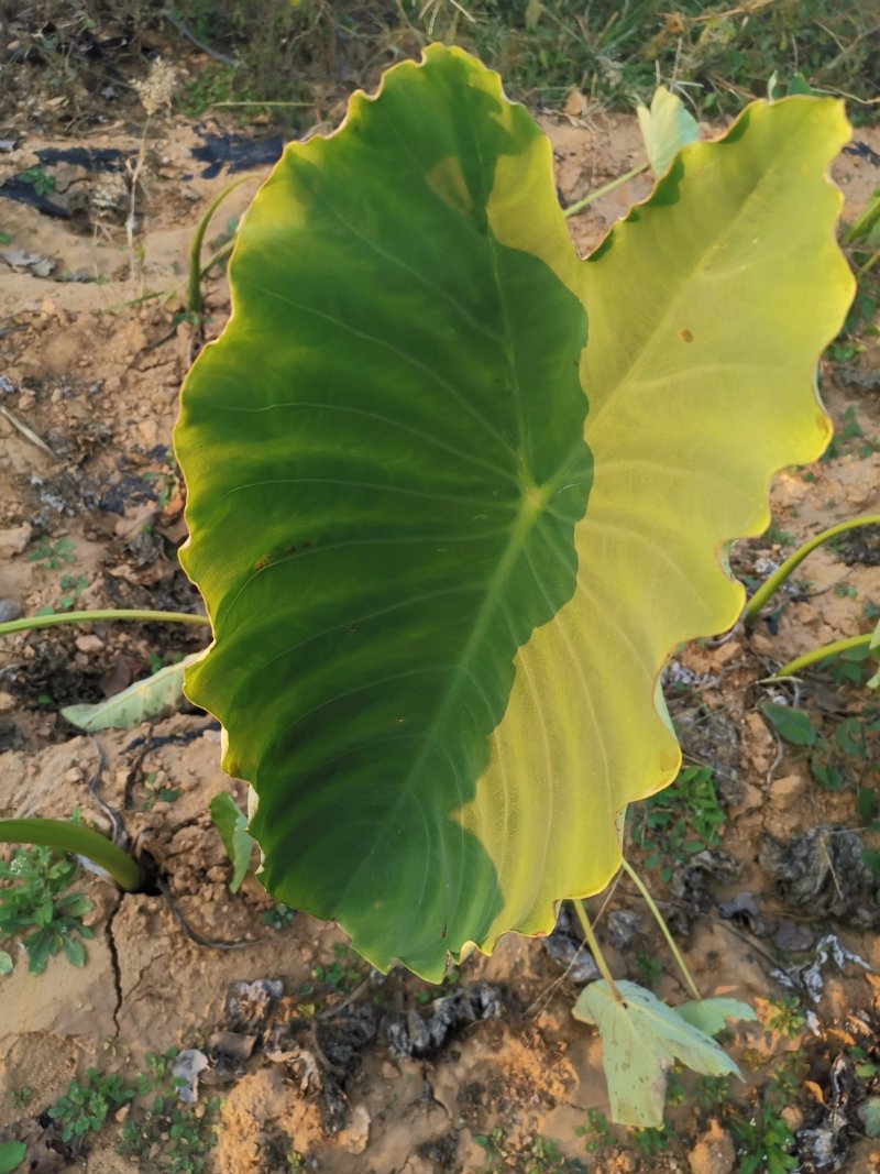 山东毛芋头8520粉糯香芋产地批发芋艿通货精品团购社区