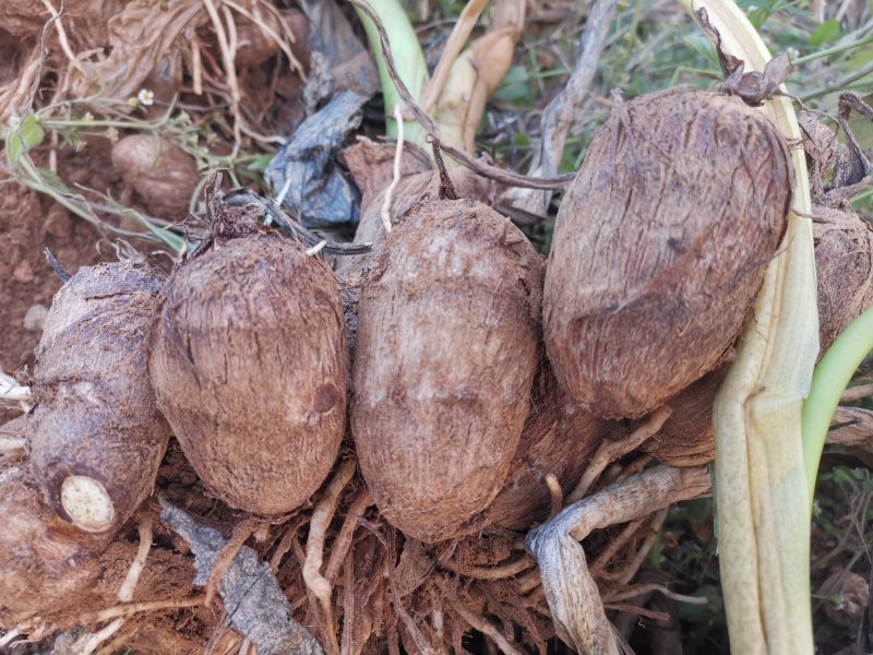 山东毛芋头8520粉糯香芋产地批发芋艿通货精品团购社区