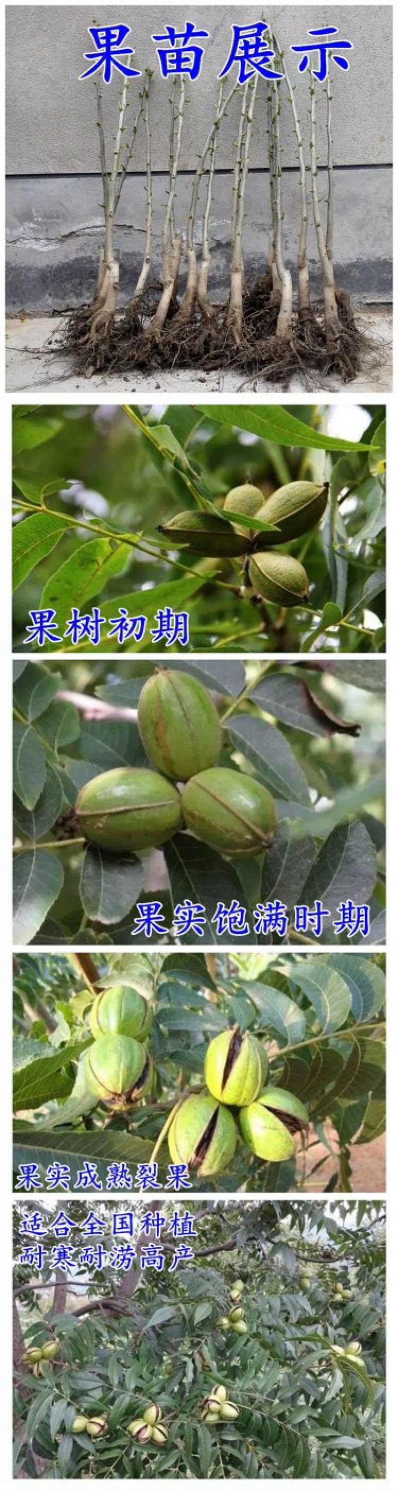 碧根果树苗，美国山核桃，品种好，易管理，基地直供