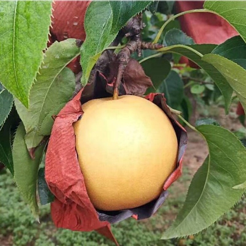 梨树苗秋月梨苗莱阳鸭梨蜜梨嫁接树苗盆栽南方北方种植