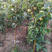 梨树苗秋月梨苗莱阳鸭梨蜜梨嫁接树苗盆栽南方北方种植