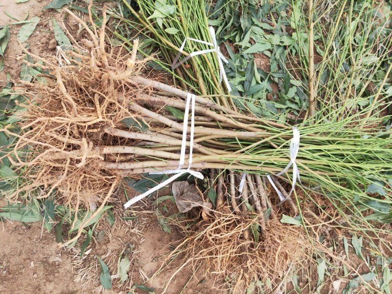 油蟠9河北省秦皇岛市昌黎县小海果蔬苗木销售中心