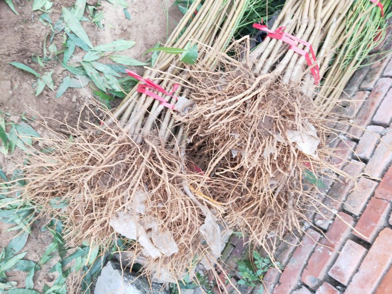 油蟠9河北省秦皇岛市昌黎县小海果蔬苗木销售中心