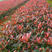 红罗宾红叶石楠树苗小苗四季常青绿化苗木彩色工程绿化苗