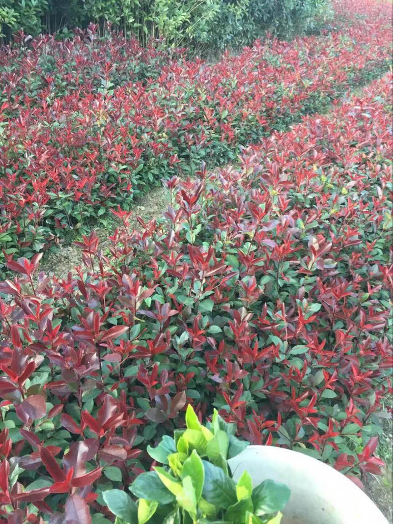 红罗宾红叶石楠树苗小苗四季常青绿化苗木彩色工程绿化苗