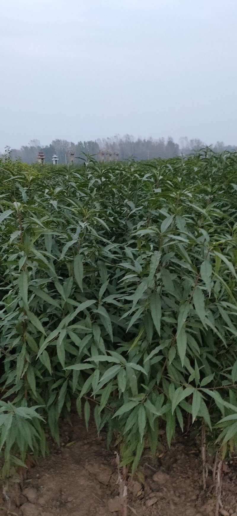 桃苗：油蟠9号，夏辉10号，金梦4号，中油37，