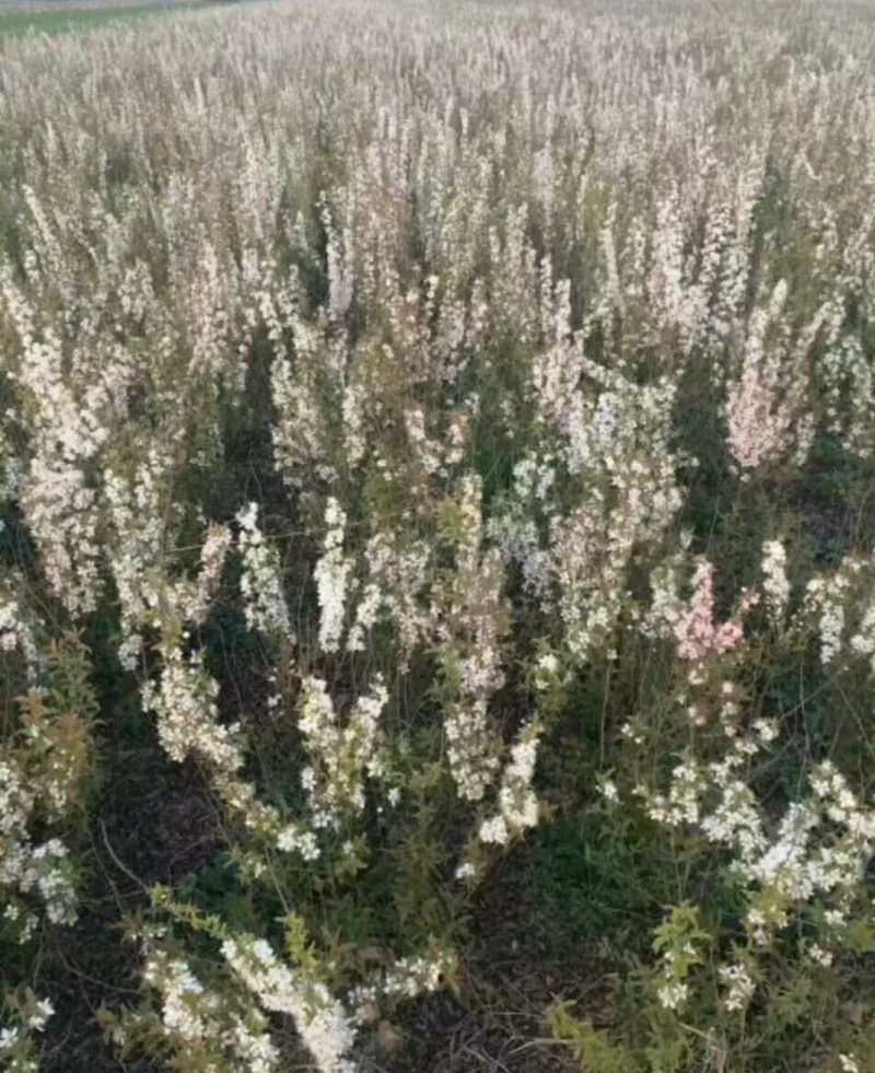 钙果苗当年结果品种已训化成功可放心种植包结果