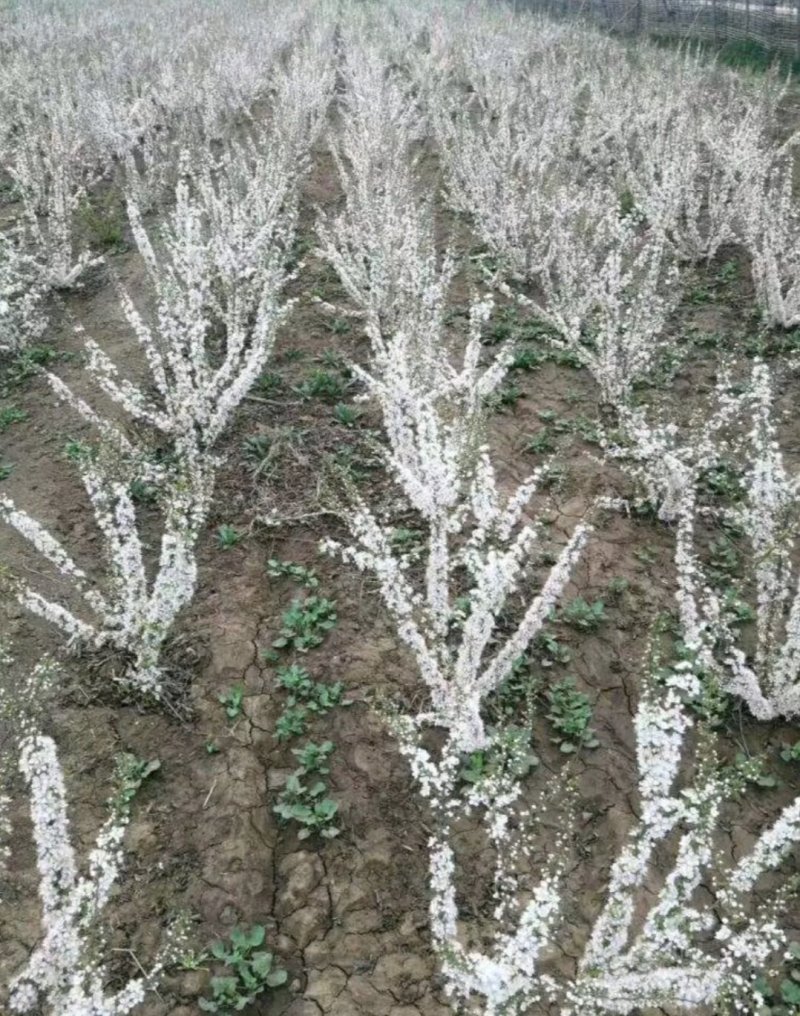 钙果苗当年结果品种已训化成功可放心种植包结果