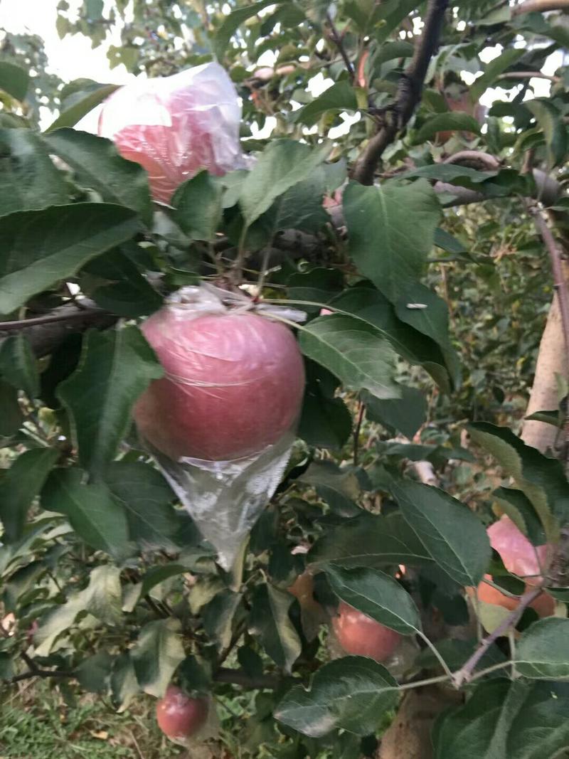 膜袋红富士苹果种植基地产地批发价格：