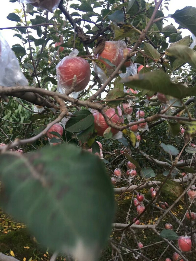 膜袋红富士苹果种植基地产地批发价格：