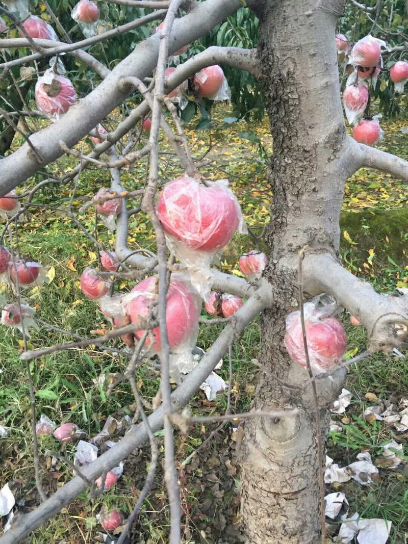 膜袋红富士苹果种植基地产地批发价格：