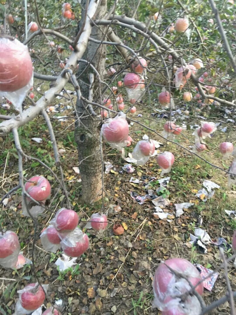 膜袋红富士苹果种植基地产地批发价格：