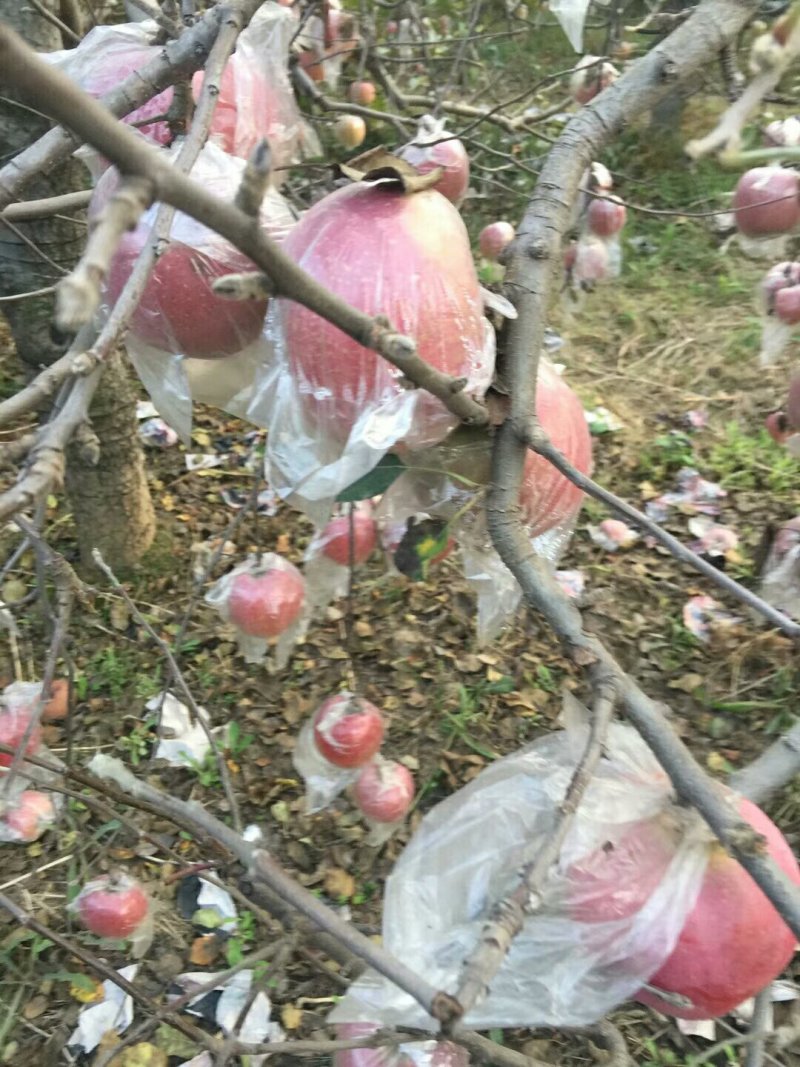 膜袋红富士苹果种植基地产地批发价格：
