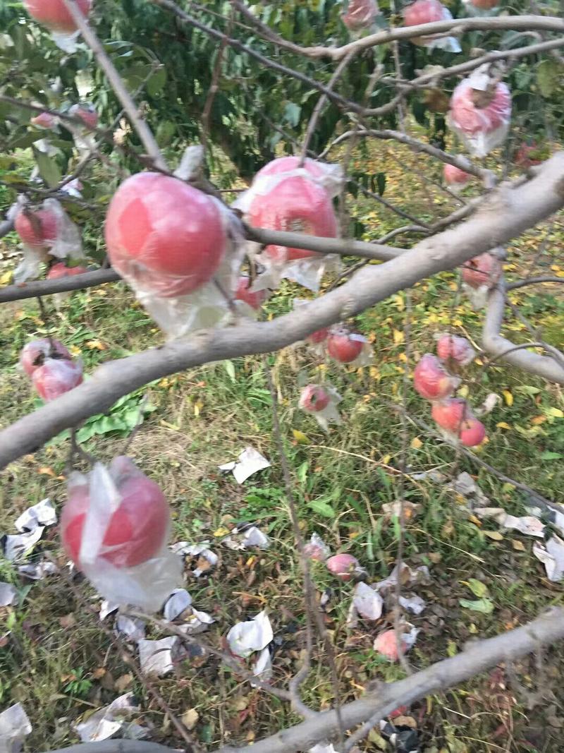 膜袋红富士苹果种植基地产地批发价格：