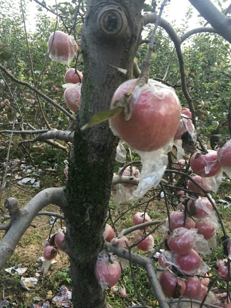 膜袋红富士苹果种植基地产地批发价格：