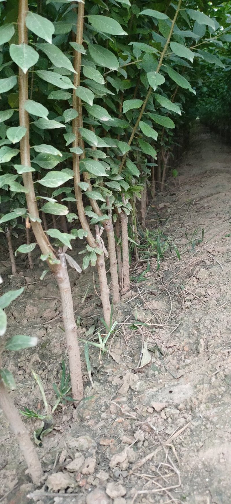 李子苗孔龙蛋，风味玫瑰，味帝，蜂糖李李子苗，死苗补发