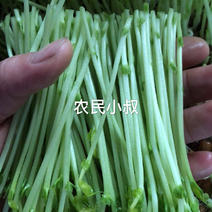 广西壮族自治区精品豌豆苗基地直供一手货源