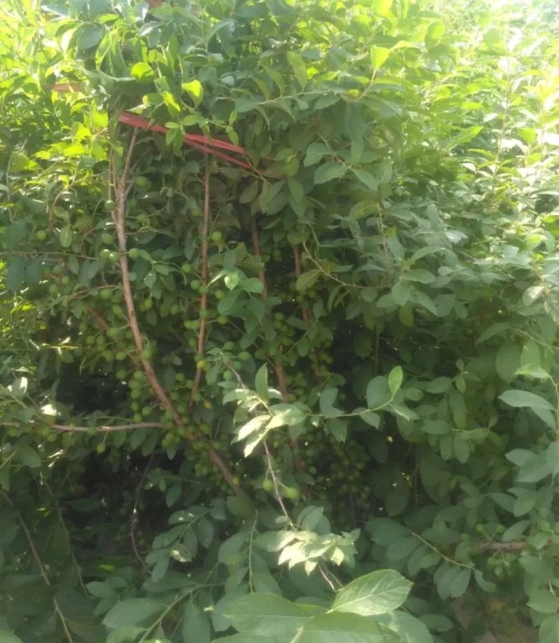 钙果苗当年结果品种已训化成功可放心种植包结果