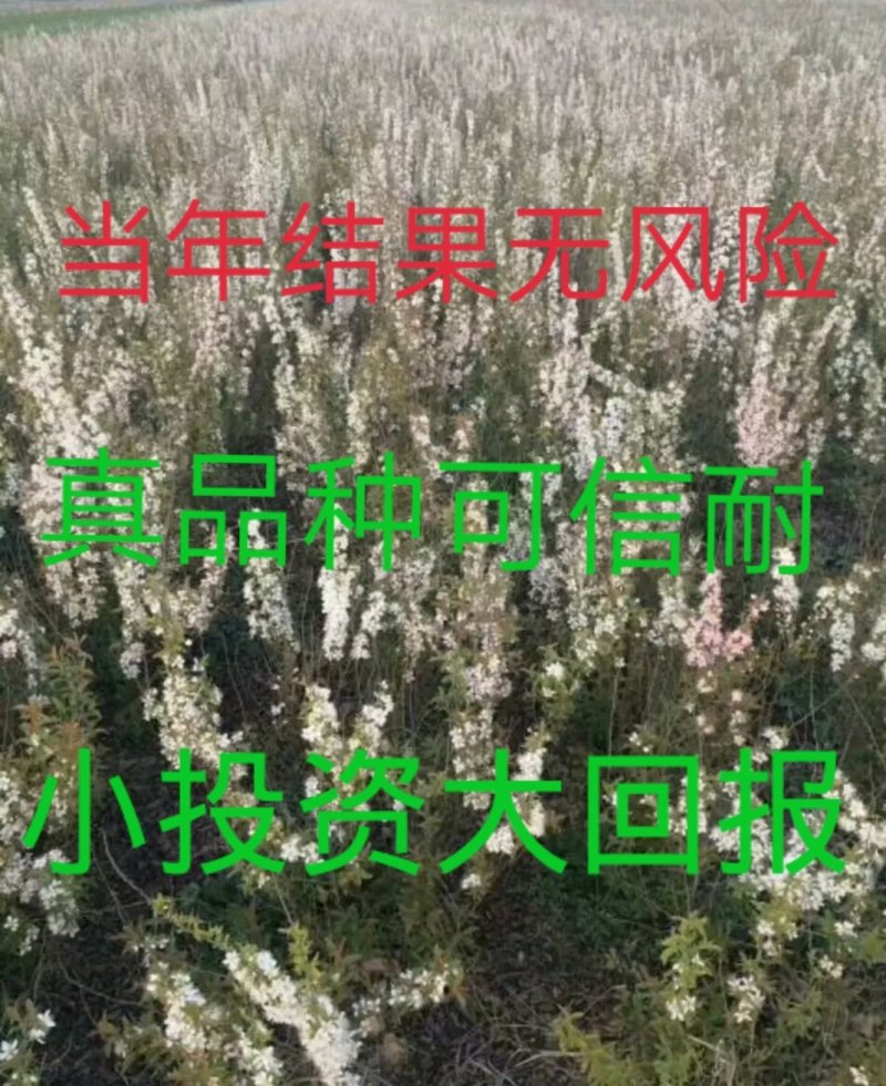 钙果苗当年结果品种已训化成功可放心种植包结果
