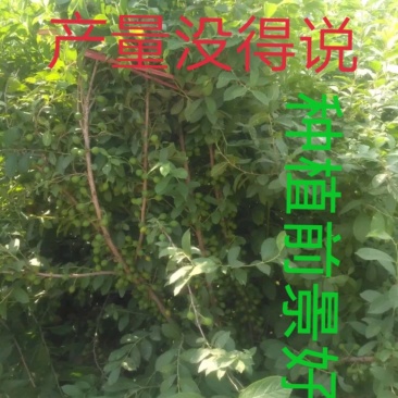 钙果苗当年结果品种已训化成功可放心种植包结果