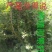 钙果苗当年结果品种已训化成功可放心种植包结果