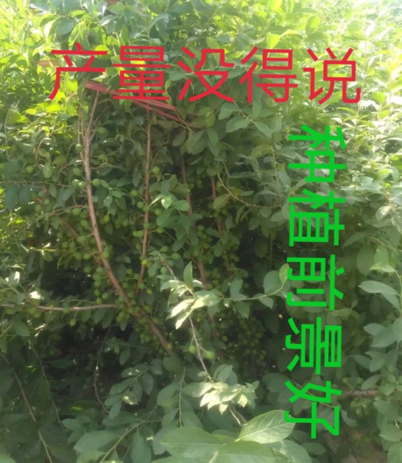 钙果苗当年结果品种已训化成功可放心种植包结果