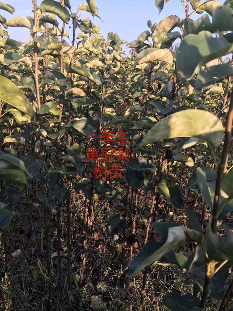 皇冠梨树苗，栽上第二年就开花结果，2年生移栽杜梨根系嫁接