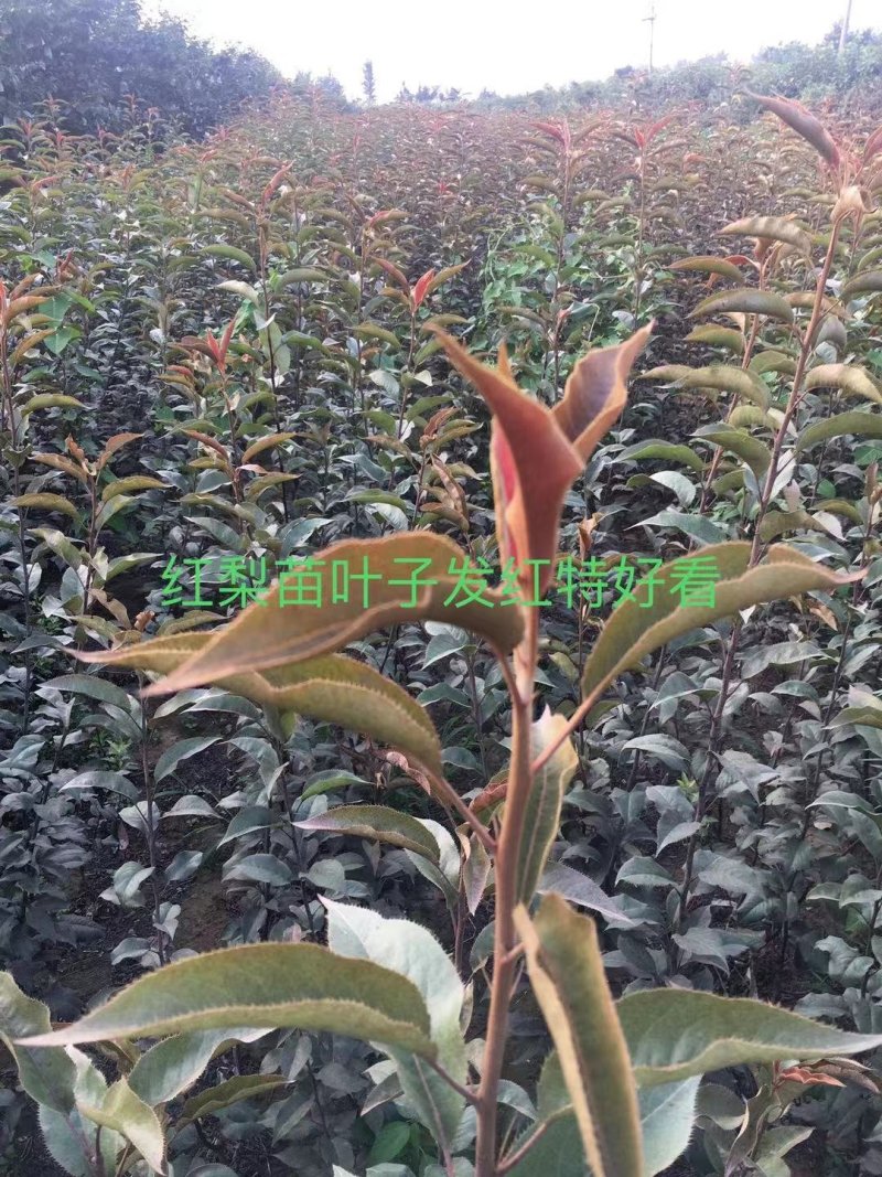 皇冠梨树苗，栽上第二年就开花结果，2年生移栽杜梨根系嫁接