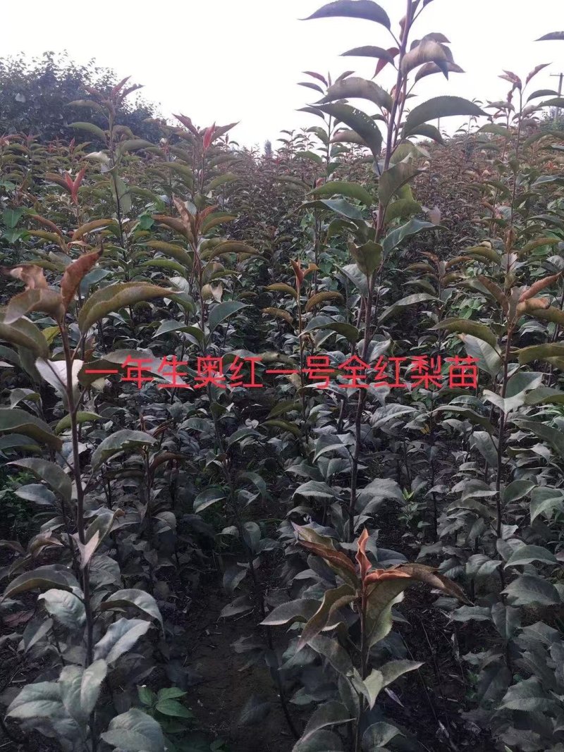 皇冠梨树苗，栽上第二年就开花结果，2年生移栽杜梨根系嫁接