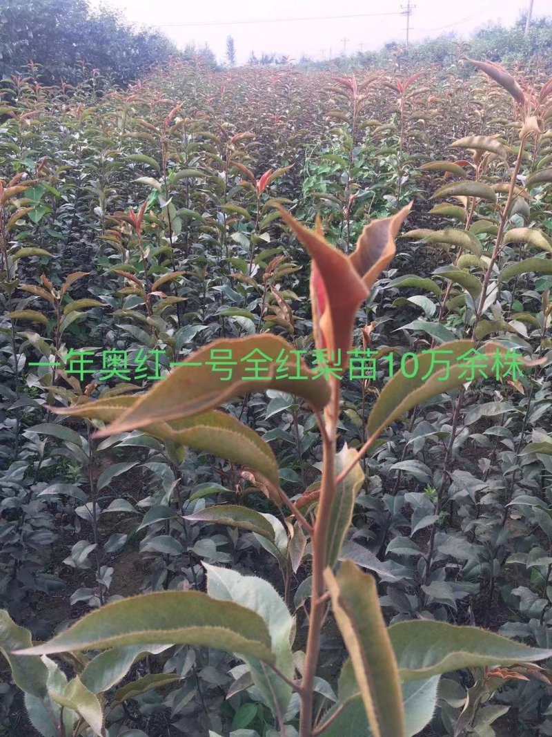 皇冠梨树苗，栽上第二年就开花结果，2年生移栽杜梨根系嫁接