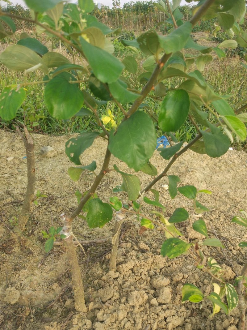 密丝枣苗特大