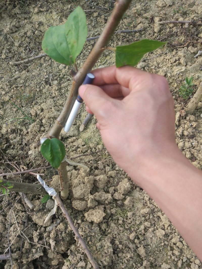 密丝枣苗特大