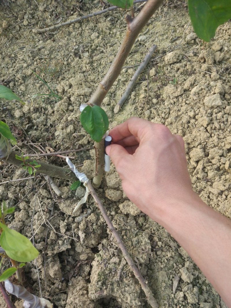 密丝枣苗特大