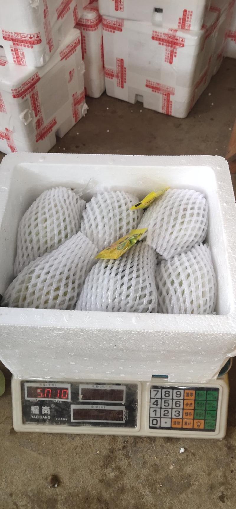 【番石榴包邮】广西玉林精品白肉番石榴支持一件代发5斤起