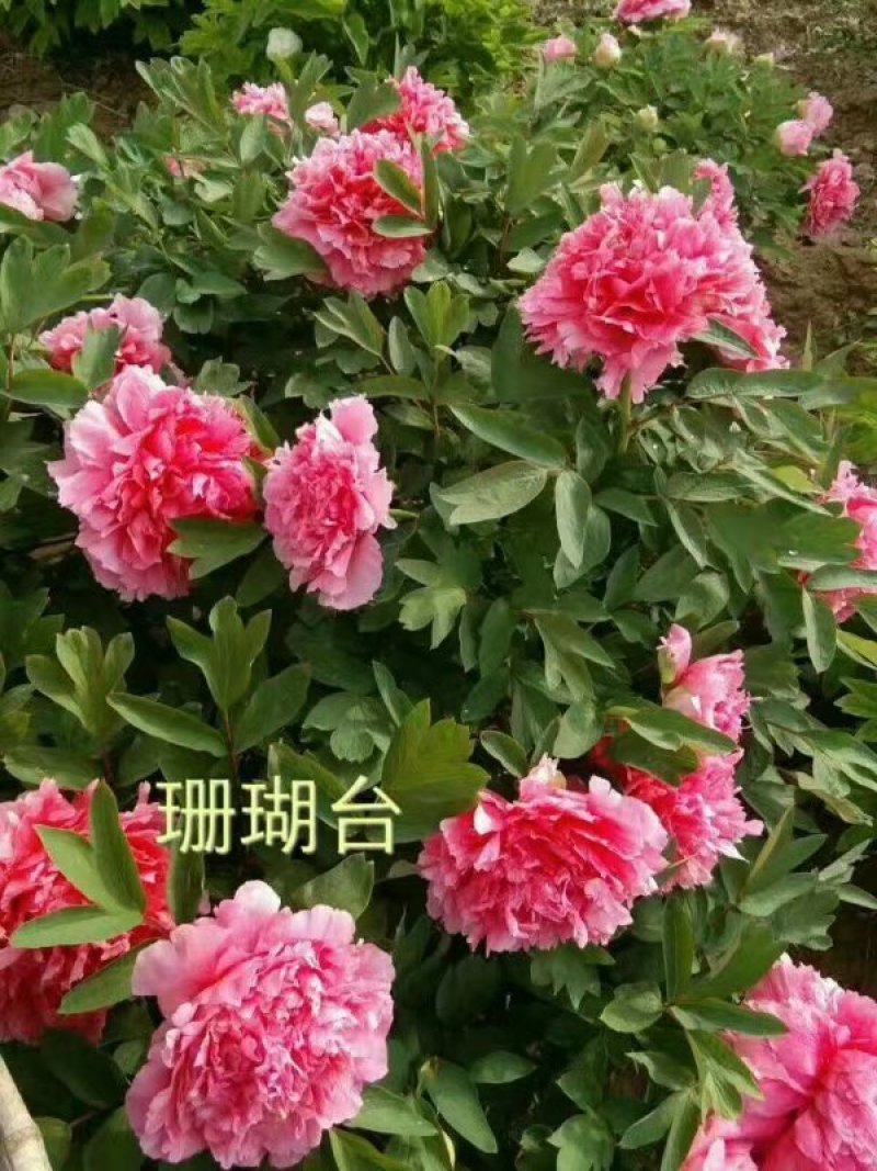观赏牡丹优惠活动开始了，详情进店了解